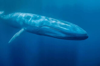 Giant cryptocurrency whale purchased this altcoin in bulk at binance: Becomes the largest owner