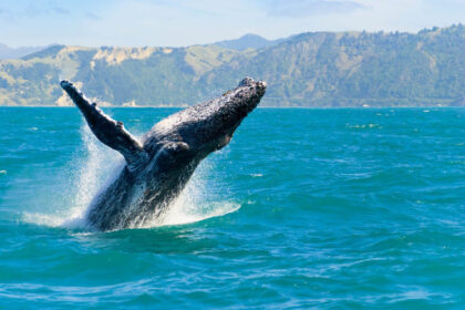 A fresh whale bought an insane amount of this altcoin and put it in his cold wallet