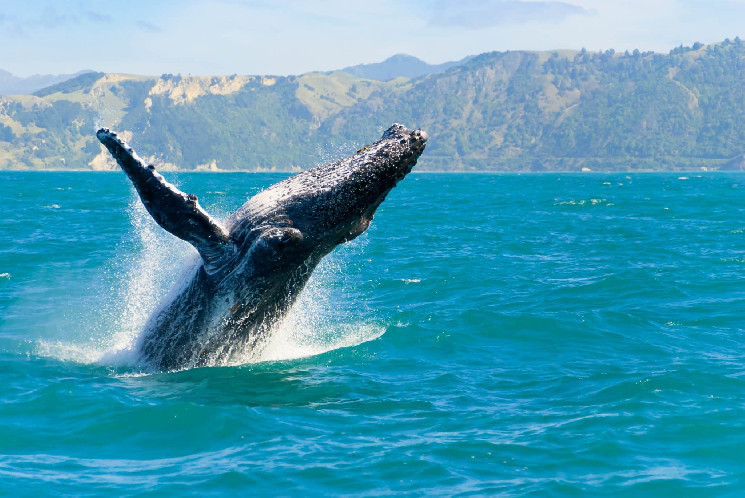 A fresh whale bought an insane amount of this altcoin and put it in his cold wallet