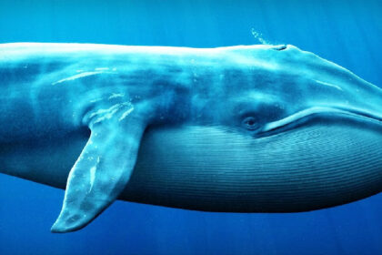 Whales accumulate in altcoins - but the price is a big disappointment