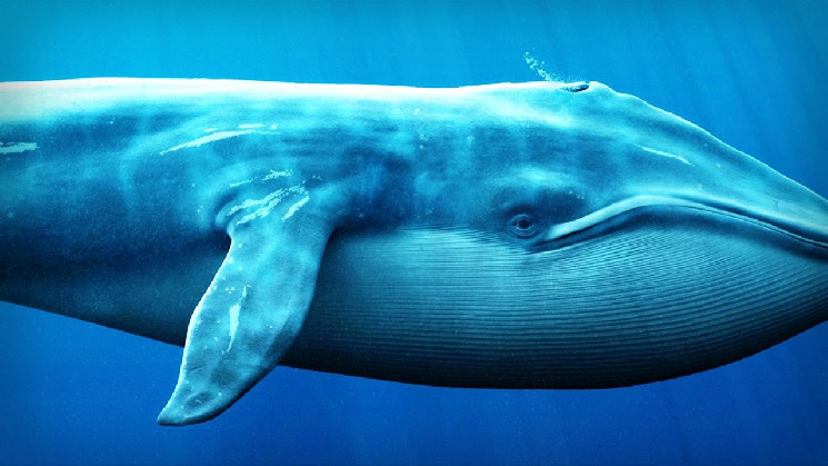 Whales accumulate in altcoins - but the price is a big disappointment
