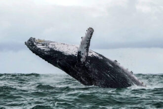 Giant whales sell these two altcoins and buy three different altcoins with funds