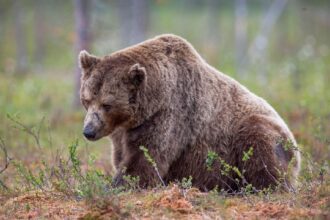 The ether bear is finished, and it fuels the surge in ETH, the crypto benchmark publisher says