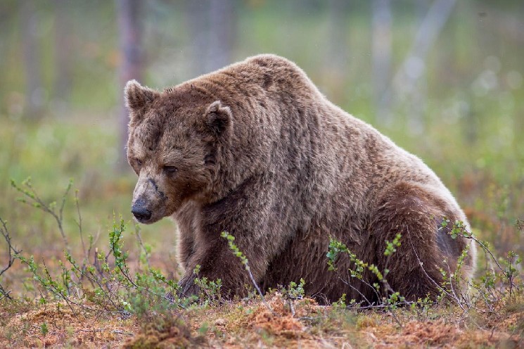 The ether bear is finished, and it fuels the surge in ETH, the crypto benchmark publisher says