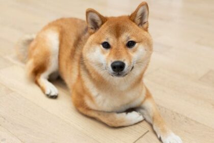 Metalpha Collaborates with DogeOS