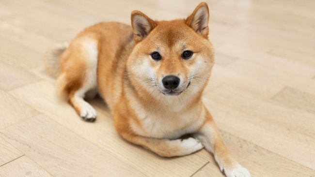 Metalpha Collaborates with DogeOS