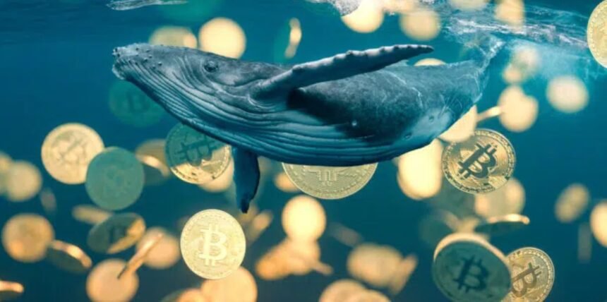 Bitcoin has been struggling with the biggest liquidation of whales since 2022